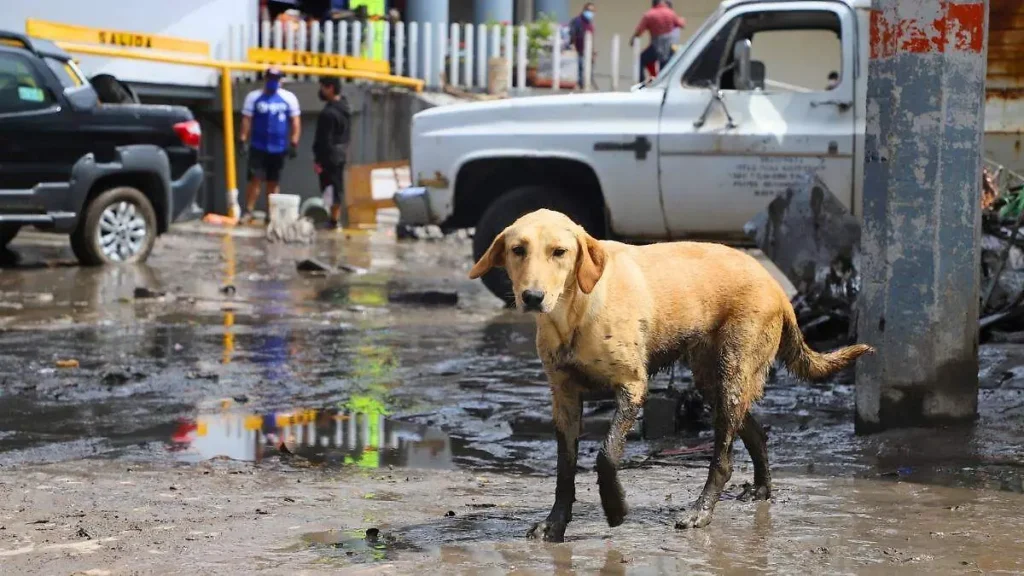 Lluvias en Hidalgo: Animales, las otras víctimas de desastres naturales